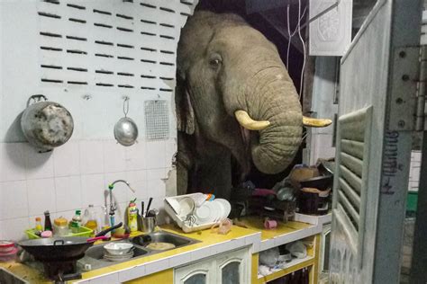 房子裡的大象 被煞到頭痛